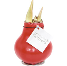 Bulbe d''amaryllis enrobé de cire rouge avec le logo No Water Flowers