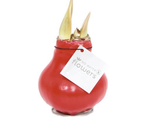 Bulbe d''amaryllis enrobé de cire rouge avec le logo No Water Flowers