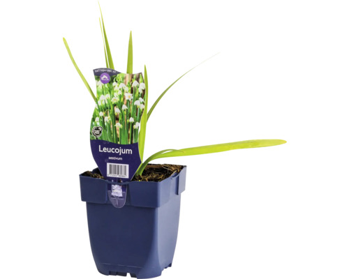 Nivéole FloraSelf Leucojum aestivum Co 0,5 l