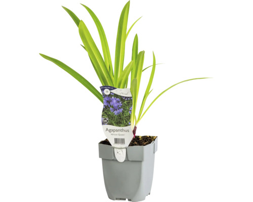 Agapanthe FloraSelf Agapanthus 'African Queen' h 5-20 cm Co 0,5 l