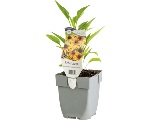 Sonnenhut FloraSelf Echinacea purpurea ‘SunSeekers Tequila Sunrise' Co 0,5 L