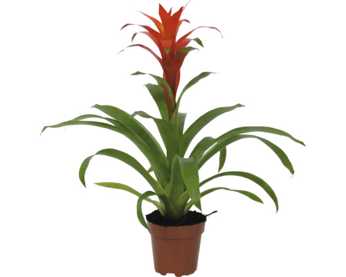Guzmania plante d''intérieur en pot