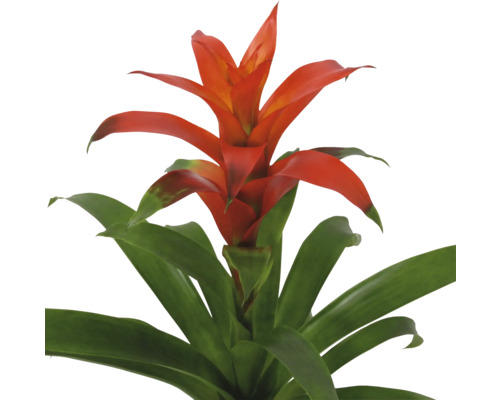 Plante d''intérieur Bromélia avec des fleurs rouges et des feuilles vertes.