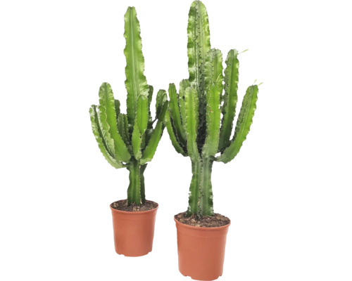 Euphorbe FloraSelf Euphorbia erythraea Ø 24 cm pot, 35 ans FloraSelf Edition anniversaire