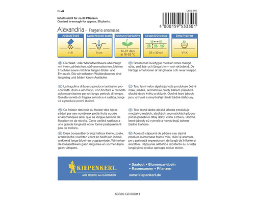 Kiepenkerl Alexandria Fragaria Ananassa Erdbeersamenpackung
