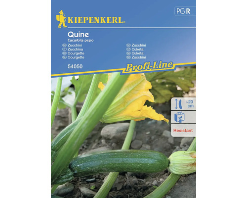 Courgettes Quine Kiepenkerl graines hybrides graines de légumes