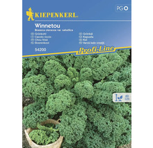 Kiepenkerl Winnetou Grünkohl Samenpackung