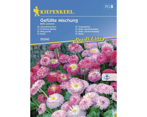Pâquerette Kiepenkerl graines de fleurs