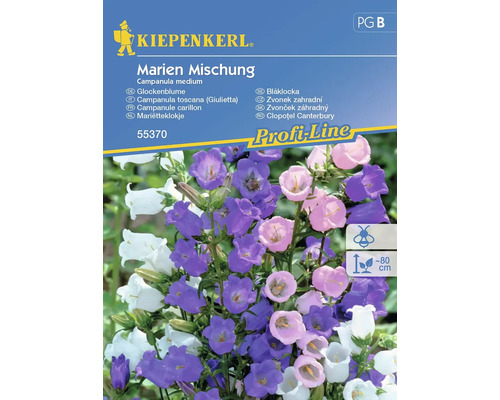 Campanule Kiepenkerl graines de fleurs