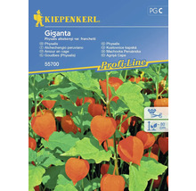 Kiepenkerl Giganta Graines de lanterne chinoise