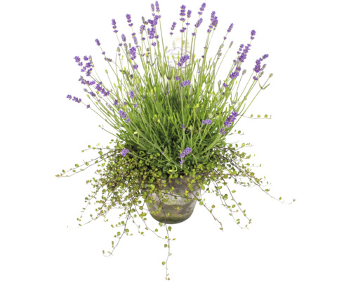 Lavendel im Topf
