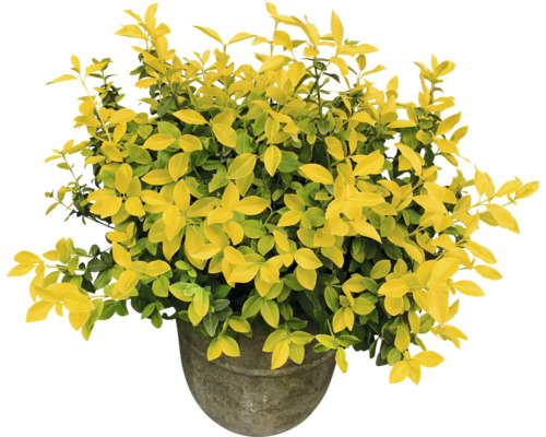 Leuchtend gelbe Kriechspindel FloraSelf Euonymus fortunei 'Goldmine'® H 20-30 cm Co 2 L