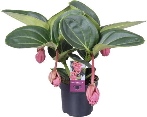 Medinille Lambada FloraSelf Medinilla magnifica Lambada H 20-30 cm Ø 14 cm Topf Medinilla Pflanze im Topf mit rosa Blüten