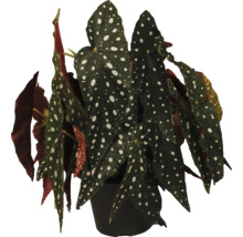 Bégonia dans un pot