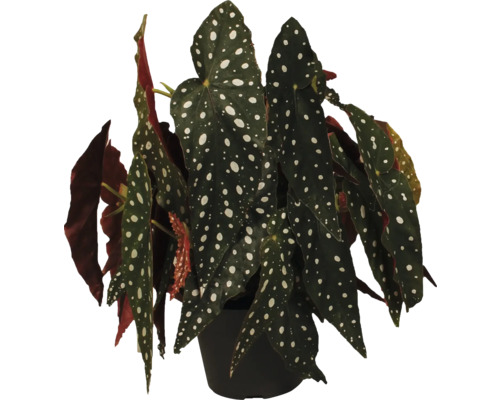 Begonia maculé FloraSelf Begonia maculata h env. 30 cm pot Ø 17 cm