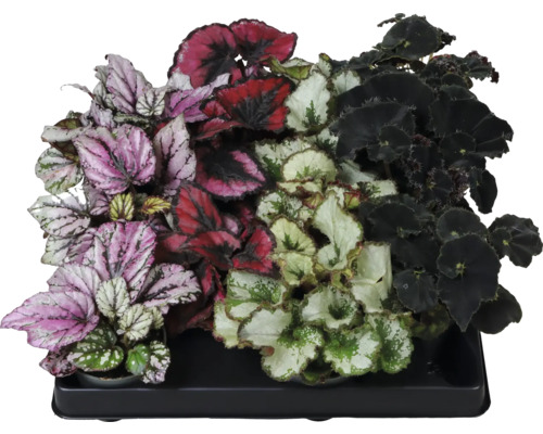 Königs-Begonie Mix FloraSelf Begonia rex Ø 6 cm Topf zufällige Sortenauswahl