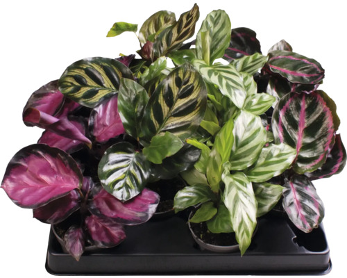 Mélange de Calathea FloraSelf Calathea Mix h env. 12 cm pot Ø 6 cm sélection de variétés aléatoire