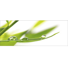 Nahaufnahme von Wassertropfen auf einem Blatt