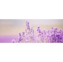 Gros plan sur des fleurs de lavande dans un champ