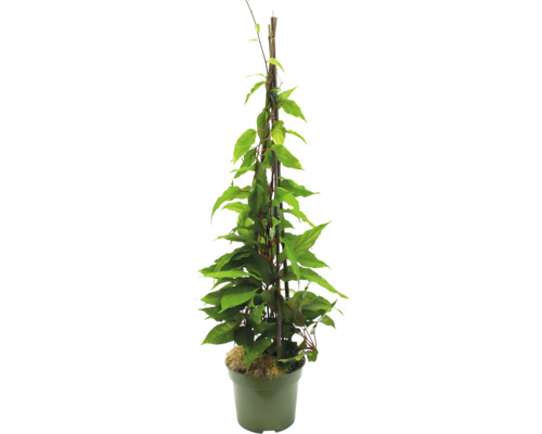 Kletterpflanze im Topf mit Rankhilfe