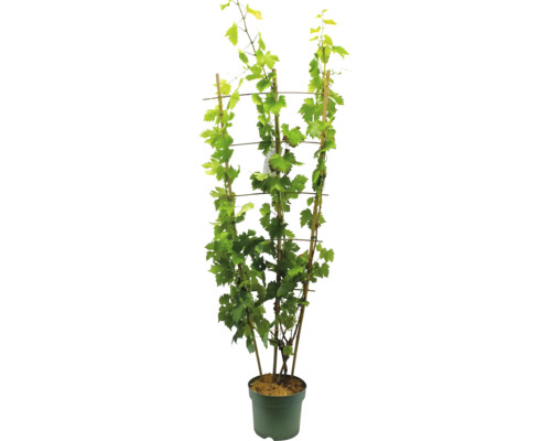 Raisin de table bio en espalier FloraSelf Bio Vitis vinifera Co 20 l