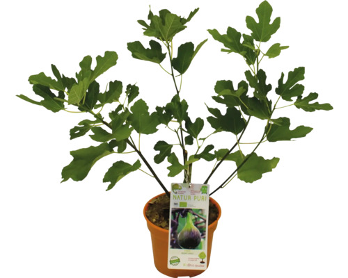 Figuier en pot avec étiquette