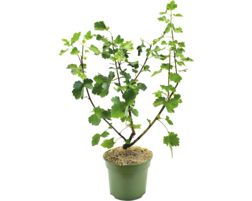 Groseillier en pot avec des feuilles vertes