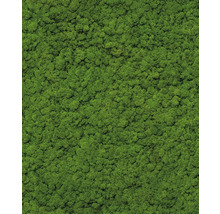 Gros plan de la mousse islandaise pour la décoration murale