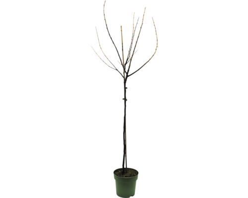 Arbre fruitier sans feuilles en pot