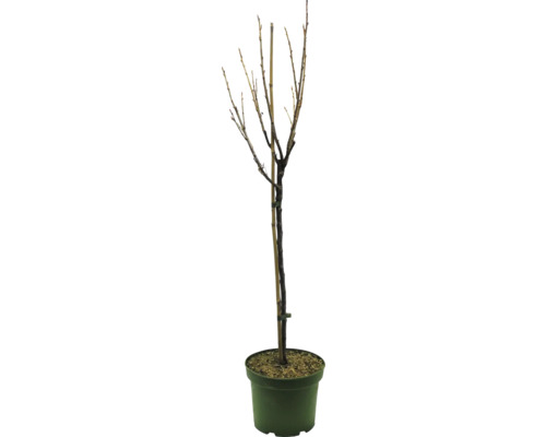 Arbre en pot avec tuteur