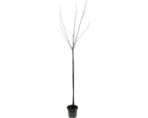 Arbre sans feuilles en pot