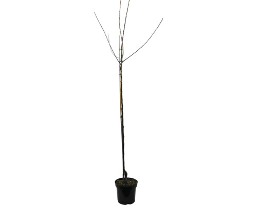 Pommier d'automne bio 'Tulpenapfel' FloraSelf Bio Malus domestica 'Tulpenapfel' hauteur du tronc env. 120 cm hauteur totale env. 150-180 cm peut se conserver, variété historique/ancienne
