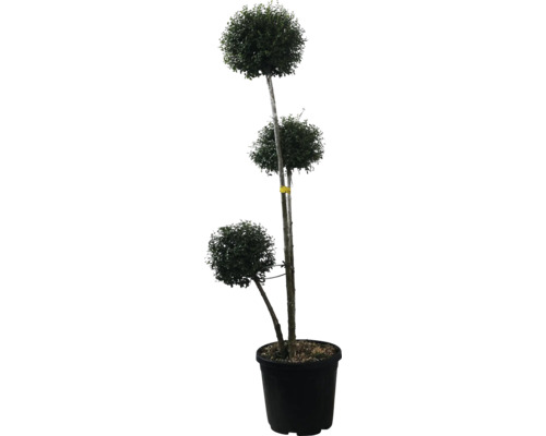 Troène à feuilles de buis boule 3 troncs et 3 boules FloraSelf Ligustrum jonandrum h 120-140 cm Co 35 l