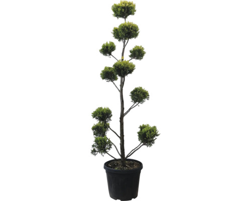 Gelbe Leyland-Zypresse PomPon FloraSelf Cupressocyparis leylandii 'Gold Rider' H 140-160 cm Co 30 L