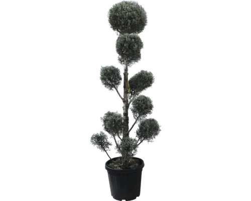 Arizona-Zypresse PomPon FloraSelf Cupressus arizonica 'Fastigiata' H 140-160 cm Co 30 L