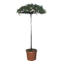 Hochstamm-Rose im Topf mit rosa Blüten