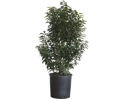 Laurier du Portugal FloraSelf Prunus lusitanica 'Angustifolia' h 100-125 cm Co 25 l