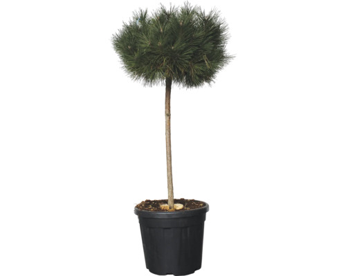 Pin sylvestre FloraSelf Pinus sylvestris 1/2 tronc hauteur totale env. 150 cm Co 25 l