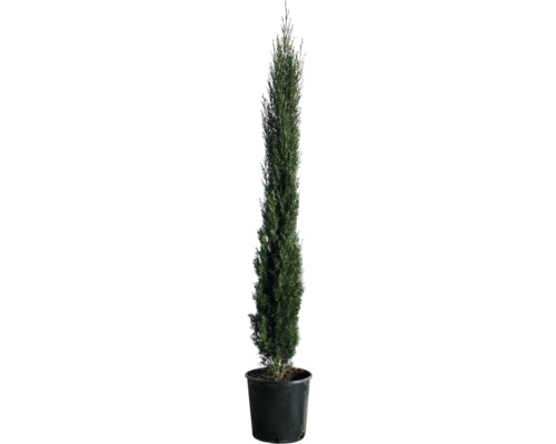 Cyprès méditerranéen 'Totem' FloraSelf Cupressus sempervirens 'Totem' h 100-125 cm Co 10 l