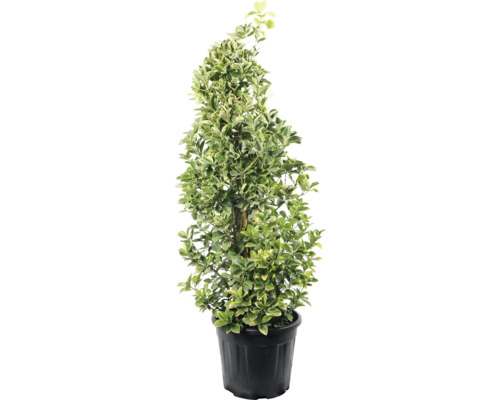 Gelbbunte Japanspindel FloraSelf Euonymus japonicus 'Elegantissima Aurea' H 80-100 cm Co 18 L