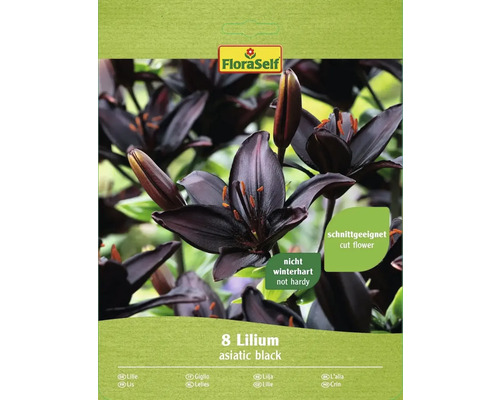 Blumenzwiebel Asiatische Lilie FloraSelf 'Mapira schwarz' 8 Stk