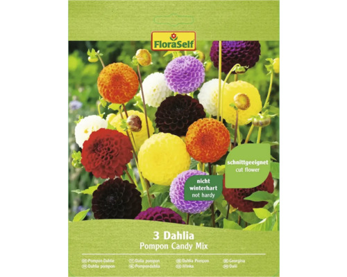 Bulbes de dahlias FloraSelf 'Pompon Candy Mix' 3 pièces