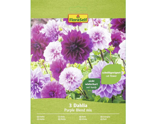 Bulbes de dahlias FloraSelf 'Purple Blend Mix' 3 pièces