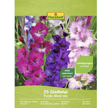 Bulbes de glaïeuls FloraSelf 'Purple Blend' 25 pièces-thumb-1