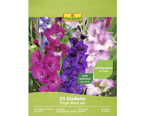Bulbes de glaïeuls FloraSelf 'Purple Blend' 25 pièces