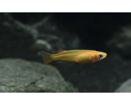 Goldener Reisfisch im Aquarium