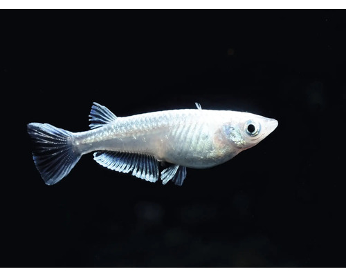 Poisson Medaka, Oryzias latipes, poisson de riz japonais