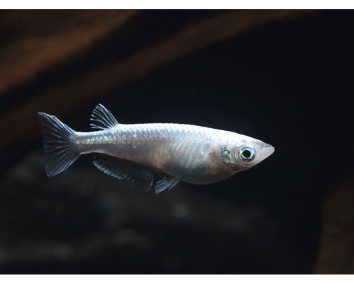 Kleiner Silberfisch im Aquarium