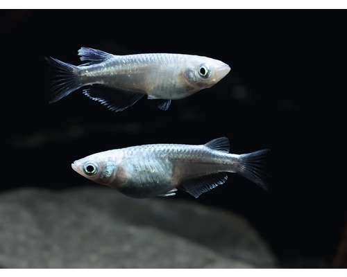 Zwei Japanische Reisfische im Aquarium