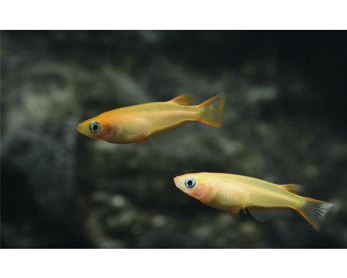 Zwei Goldene Reisfische für das Aquarium